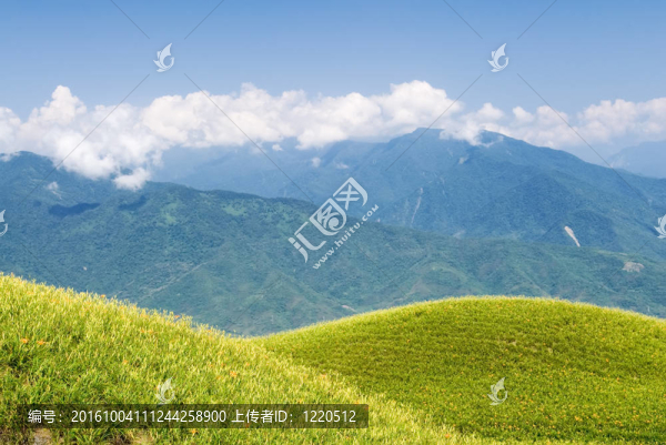 美麗的老虎百合農(nóng)場