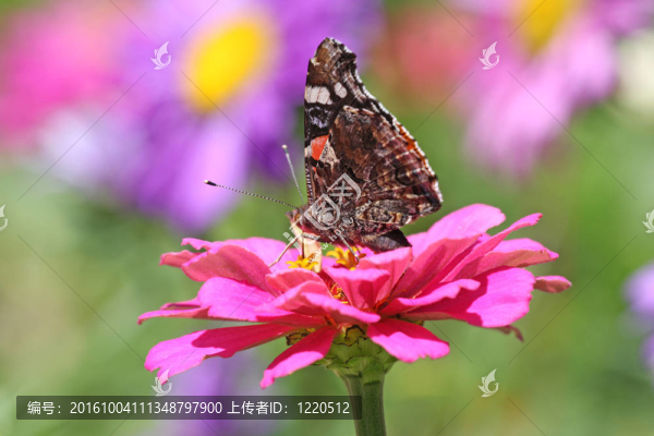 蝴蝶
