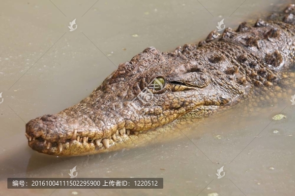 鱷魚在水中