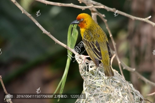 Cape,Weaver,Bird和巢