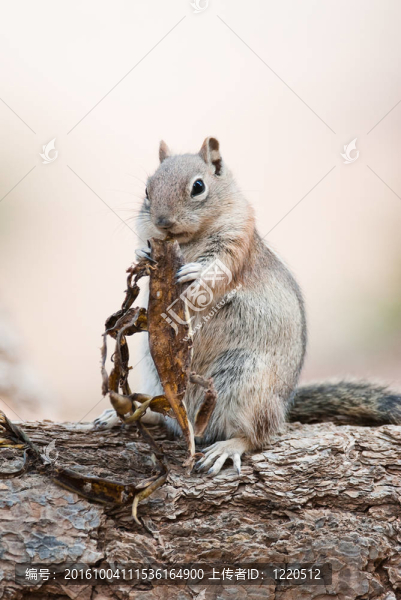 Uintah,Chipmunk（lat.,Eutamius,umbrinus）