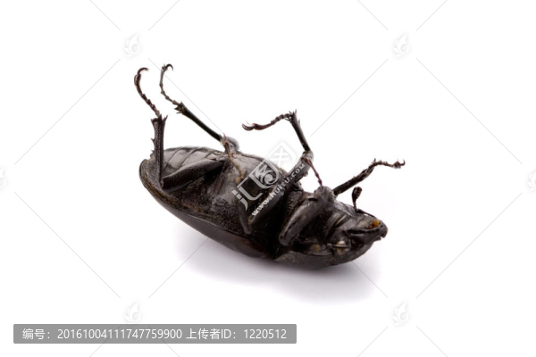 死蟲