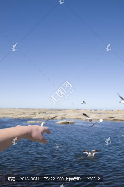 segulls和海洋