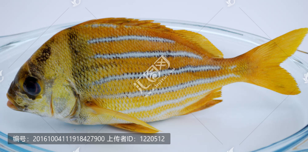 金色的魚