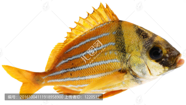 金色的魚