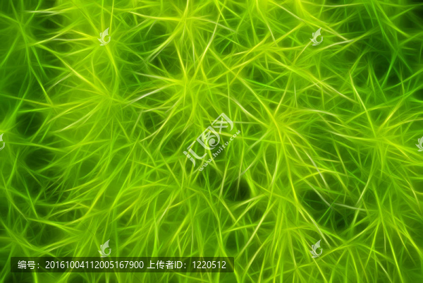 摘要從天然分形綠色植物。
