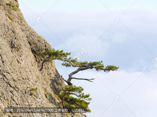 巖石邊坡上的樹木