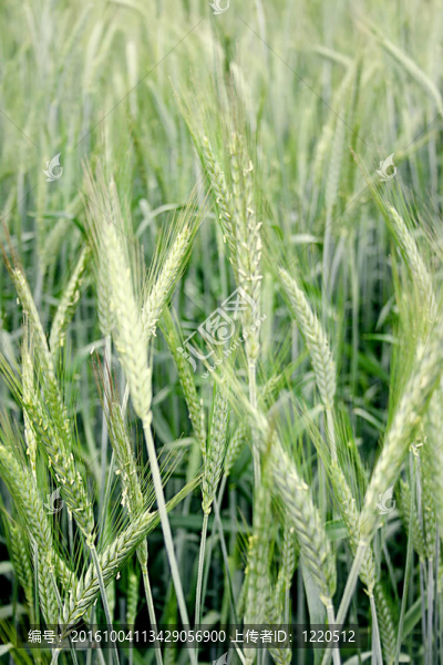 黑麥