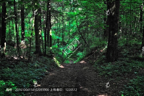 木板路