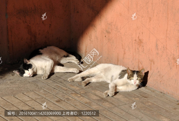 兩個(gè)懶惰的貓