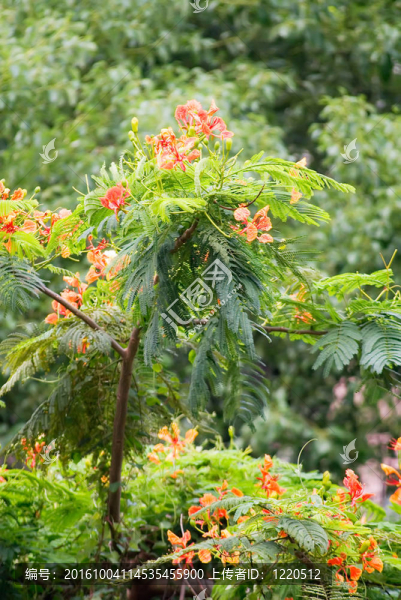 鳳凰木（火炬樹(shù)）