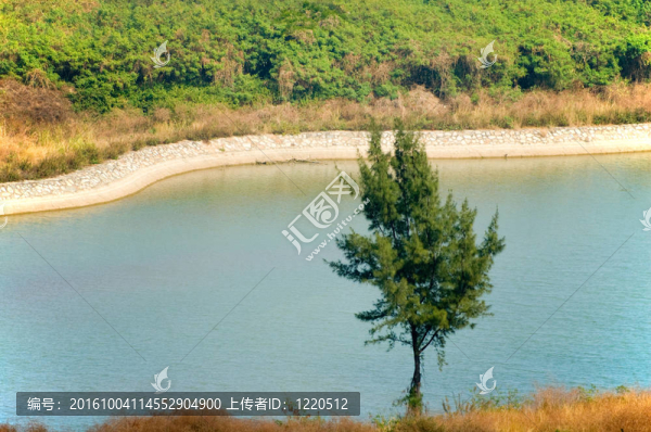 孤獨(dú)的樹(shù)