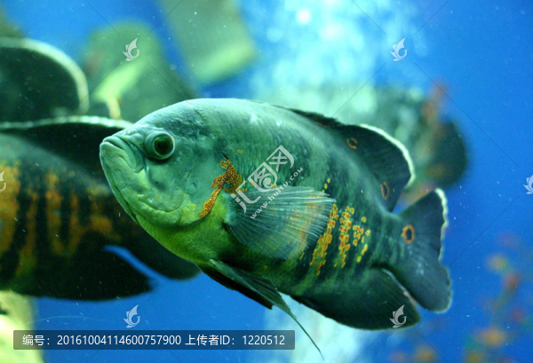 金特魚水族館