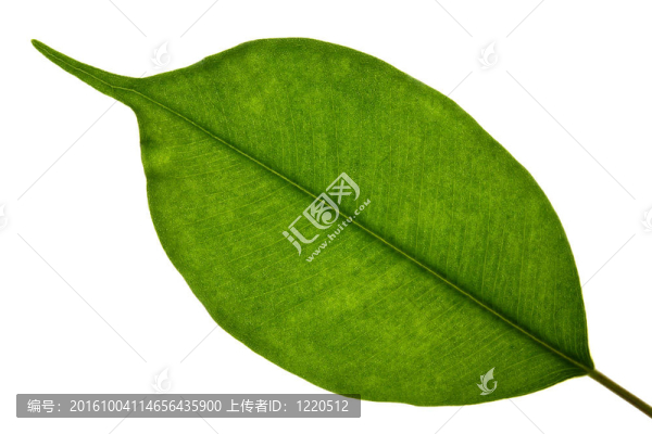 綠色的葉子
