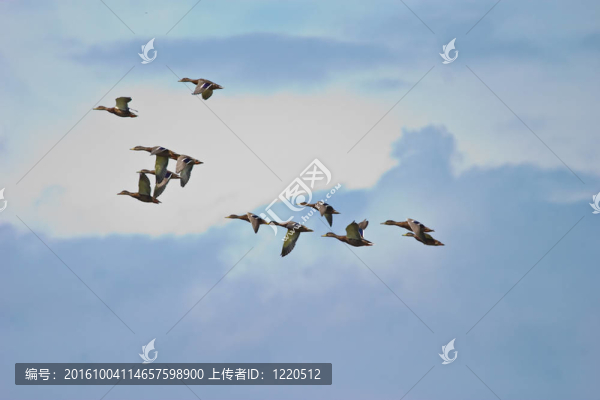 野生鳥類
