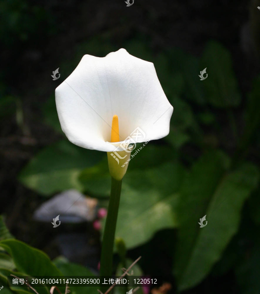白色馬蹄蓮的花