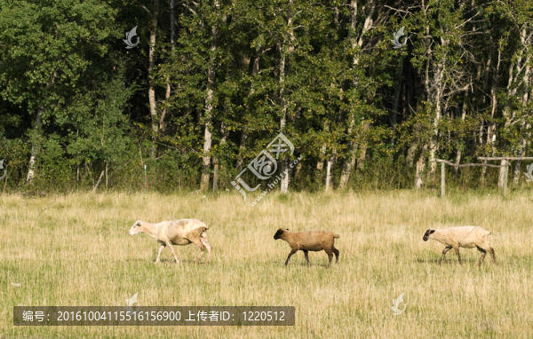 三只羊-匯圖網(wǎng) www.fosd68.com 三只羊