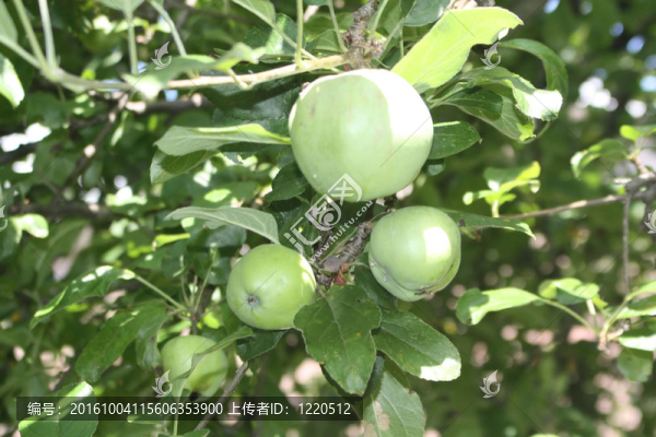 青蘋果（不成熟）