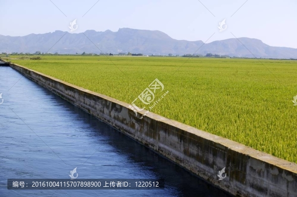 稻綠田與藍(lán)灌渠
