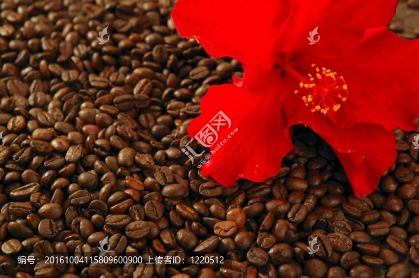 紅色的木槿花在烤咖啡豆