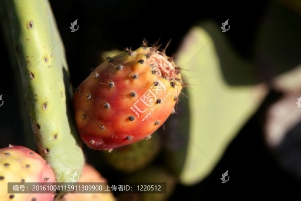 仙人掌的刺橙無花果果實(shí)來自西班牙