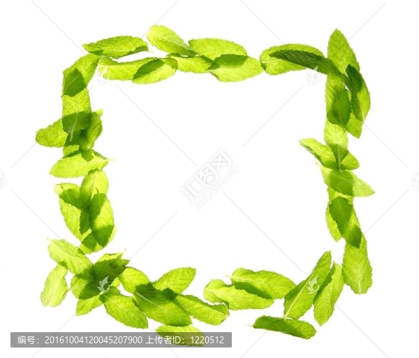 羅勒薄荷葉還架在白
