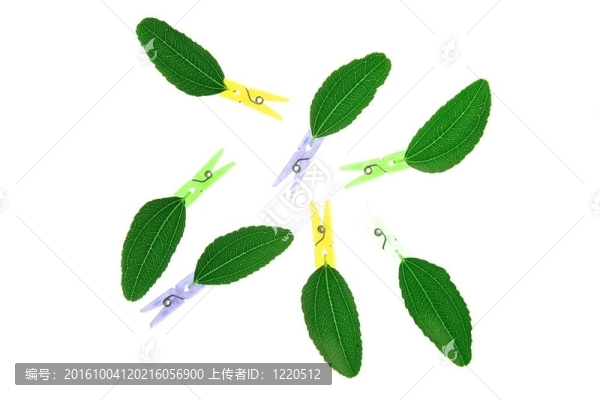 帶衣服針組合物的樹葉透明