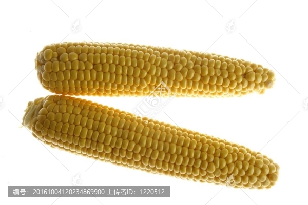 兩只黃色的玉米棒子強背光