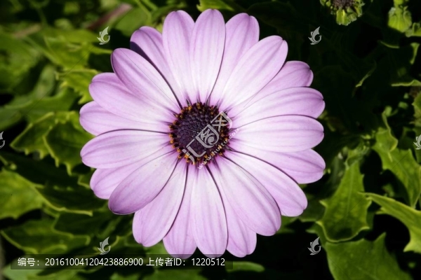 紫粉色雛菊花；綠葉；戶外