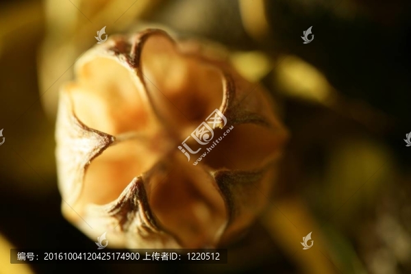 核桃殼黑背景