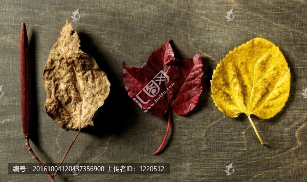 秋天的樹葉；黑色的背景；秋天的圖像