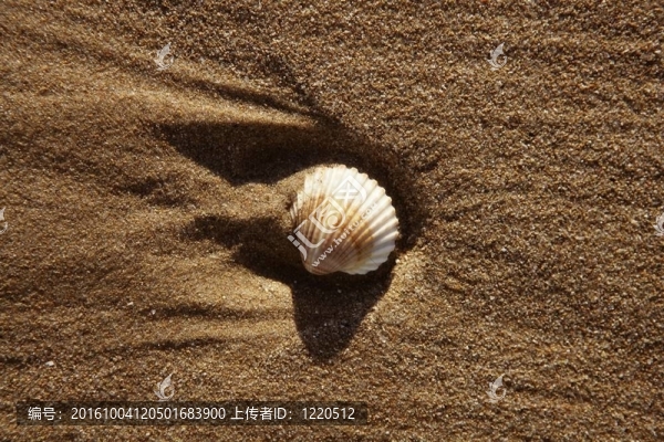 帶蛤殼的海灘沙結(jié)構(gòu)