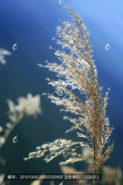 河上的花；藍(lán)色的天空