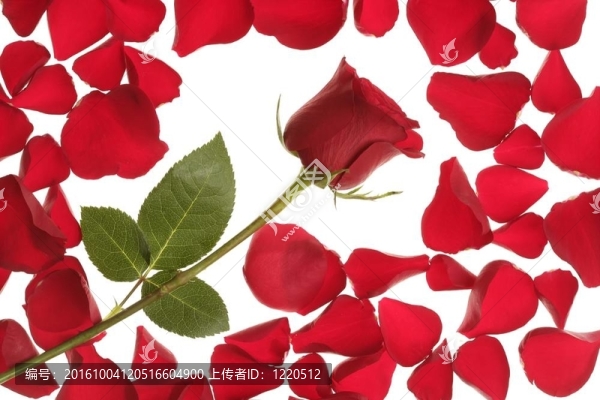花瓣邊框的紅色玫瑰