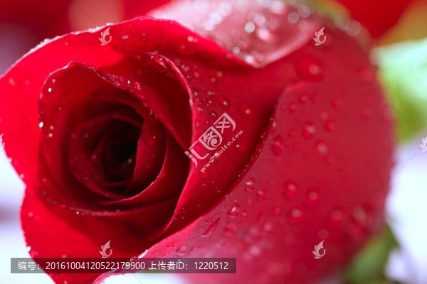 紅玫瑰與水滴的宏觀