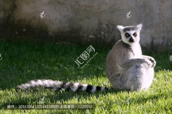 Madagascar,Lemur得到太陽浴