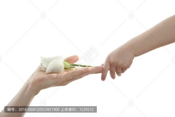 女兒；給母親一朵白玫瑰