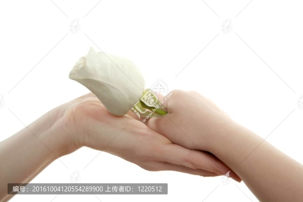 女兒；給母親一朵白玫瑰
