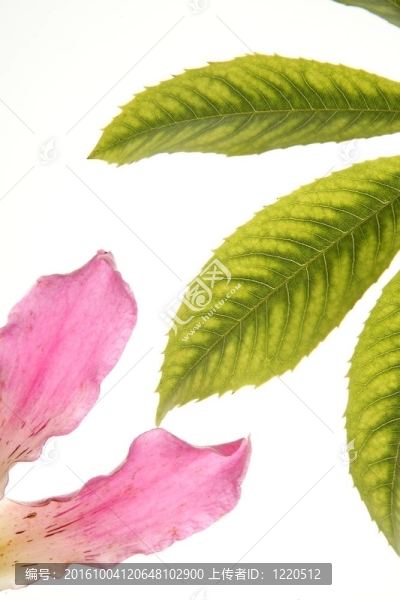 木棉樹色花；孤立的白色背景