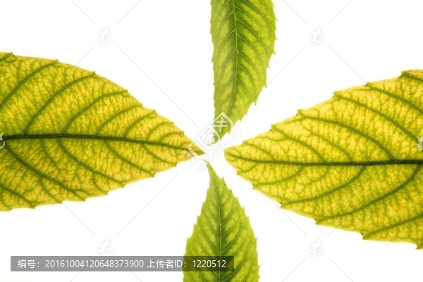 在充滿活力的綠色的葉子；枸杞；木棉；白色背景