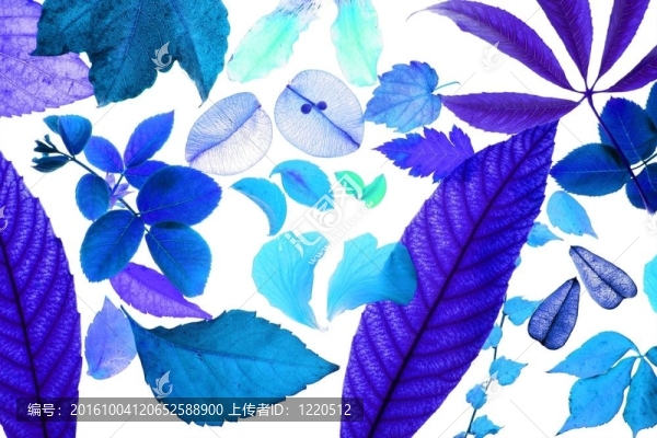 彩色花；葉；花瓣；白色背景