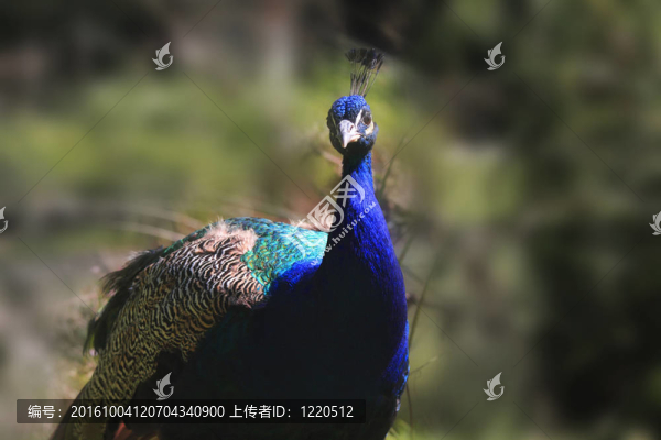 雄孔雀
