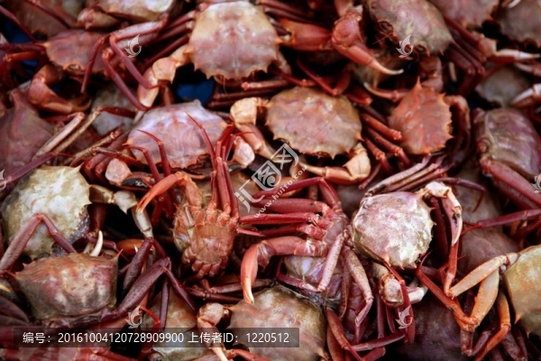Mediterranean蟹；紋理模式
