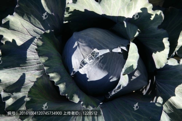 西班牙農(nóng)業(yè)；甘藍(lán)栽培