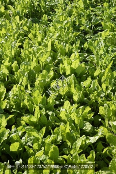 甜菜蔬菜場；綠色生動的農(nóng)村。