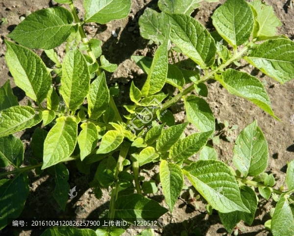 生長(zhǎng)在色彩鮮艷的綠色potaroes植物