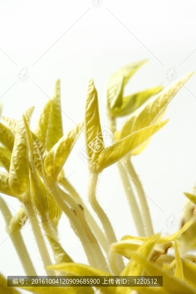 大豆爆發(fā)。從種子生長的生命