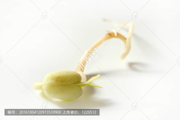 大豆爆發(fā)。從種子生長的生命