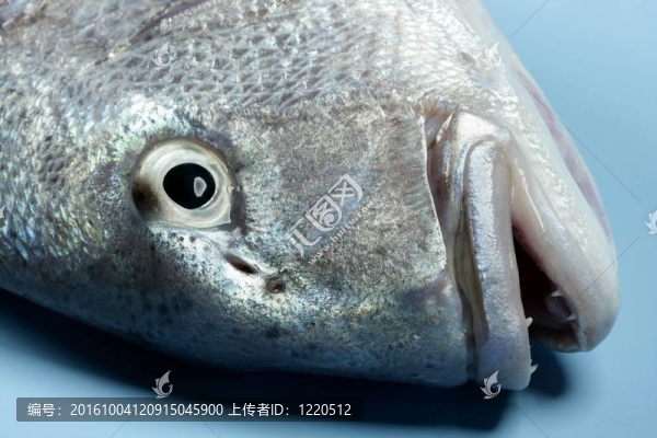 丹頓；Mediterranean金頭鯛魚黃鰭魚；；