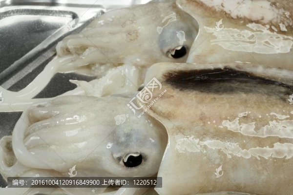 烏賊烏賊的地中海海鮮煮過的；